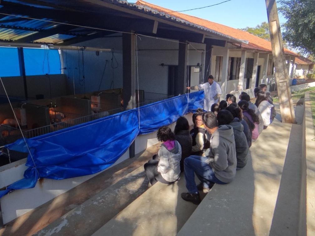 Arquibancada para aulas de suinocultura