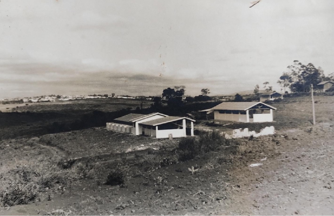 setor de suinocultura na década de 1960