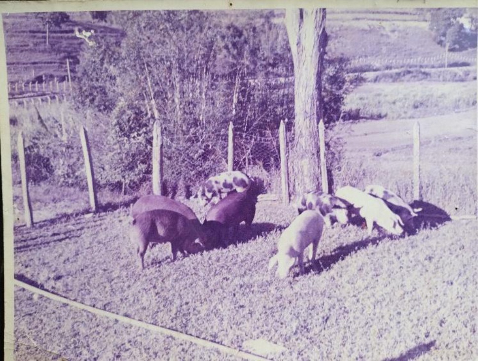 Porco Red Bud Special, nascido na Escola Agrícola de Lavras. O Agricultor, 1922.